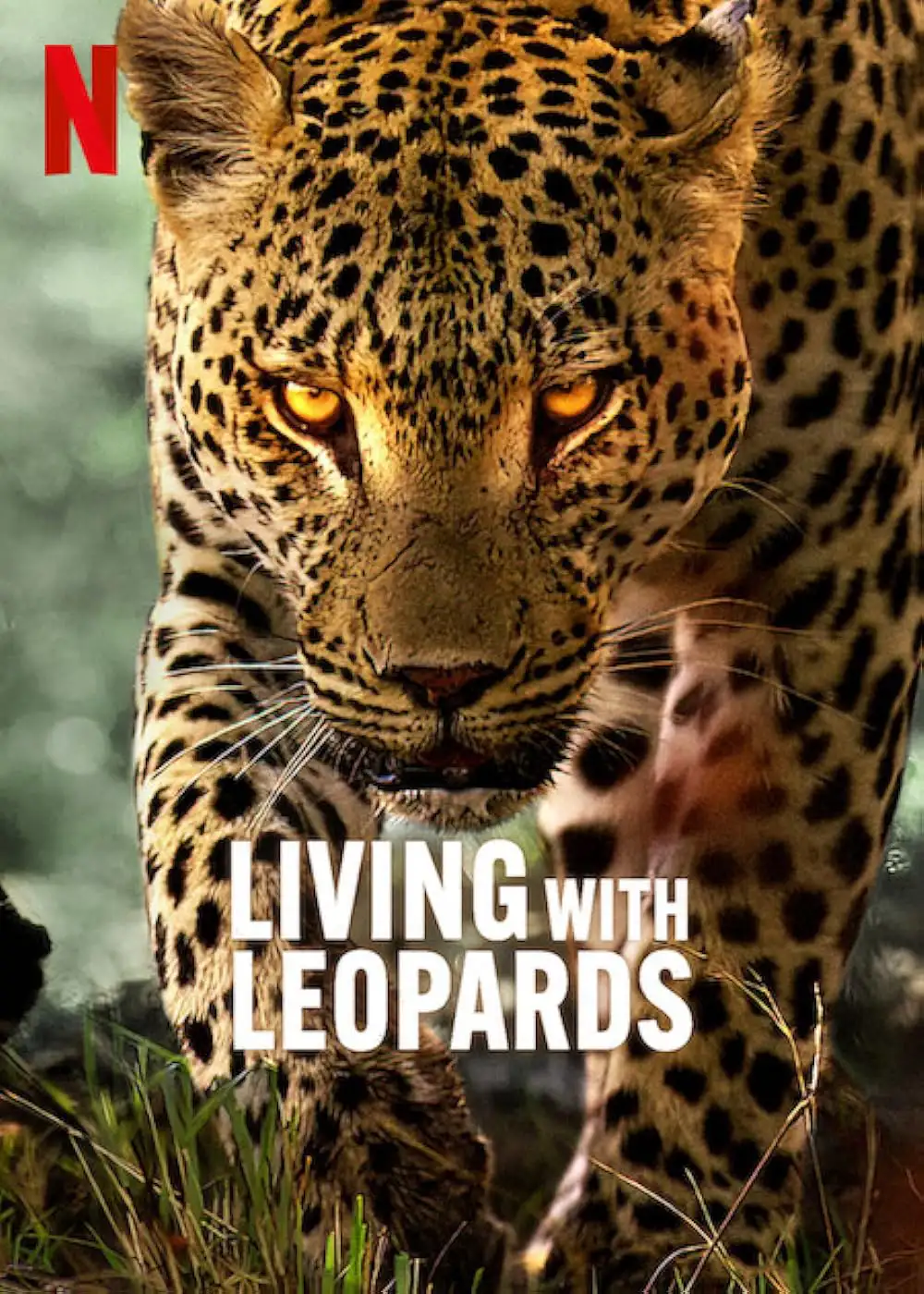 Living with Leopards